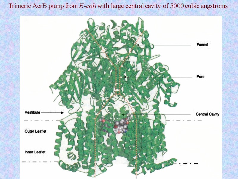 Trimeric AcrB pump from E-coli with large central cavity of 5000 cubic angstroms